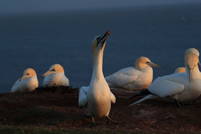 Basstölpel Insel  Helgoland Deutschland von Frank Fichtmüller