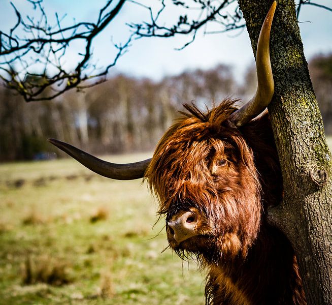 Guten Morgen, Highlander. von Meint Brookman