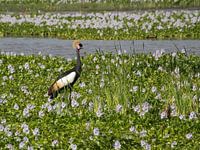 Kronenkranich in der Landschaft
