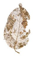 Buchenblattskelett