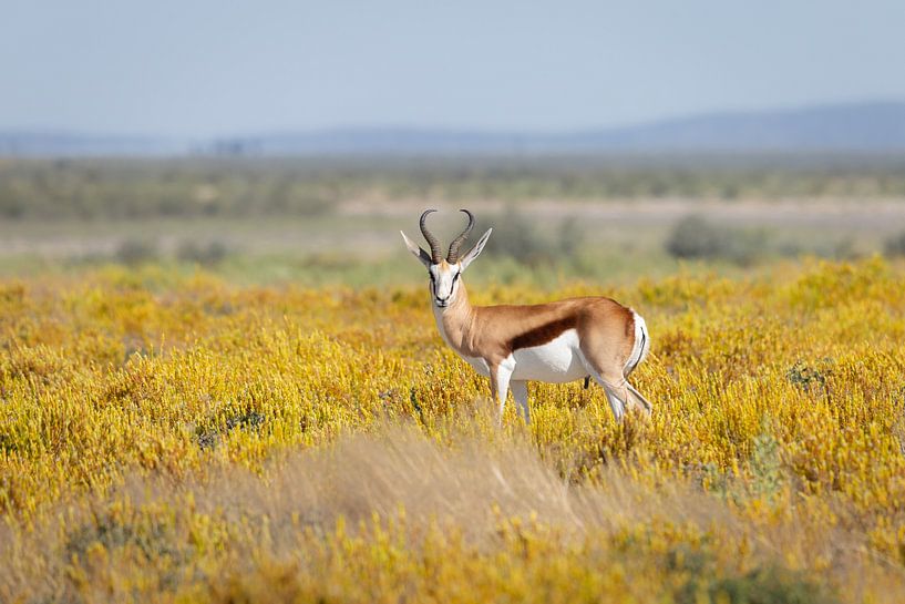 Springbok in geel van OCEANVOLTA