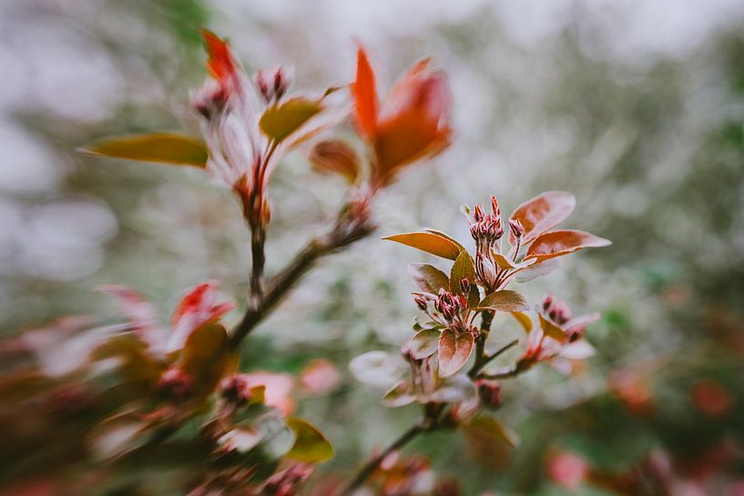 Fröhlicher Tanz von Hiske Boon