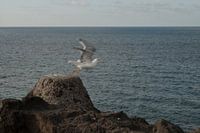 een wegvliegende meeuw aan de kust van Gran Canaria