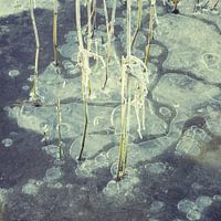 reed in ice Sneekermeer