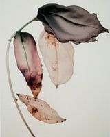 Wabi-sabi in pastelkleur