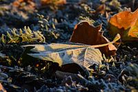 Blad met ijs in de vroege ochtend