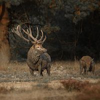 Red deer