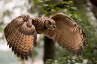 Vliegende jonge europese Oehoe in bos