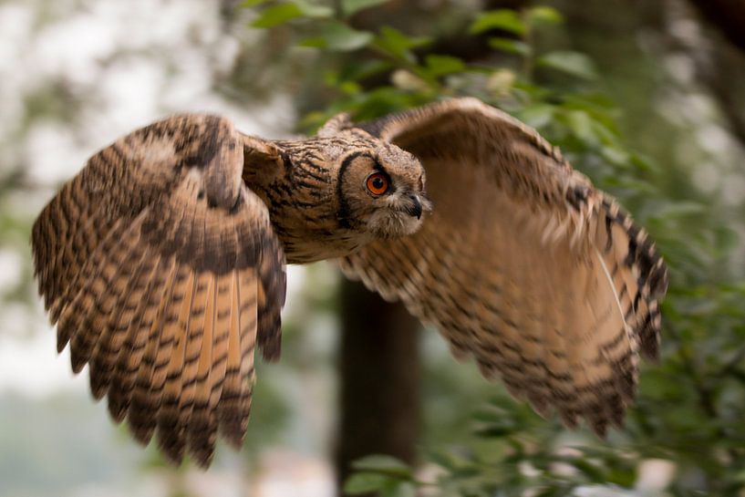 Vliegende jonge europese Oehoe in bos von Marco van der Zwaag
