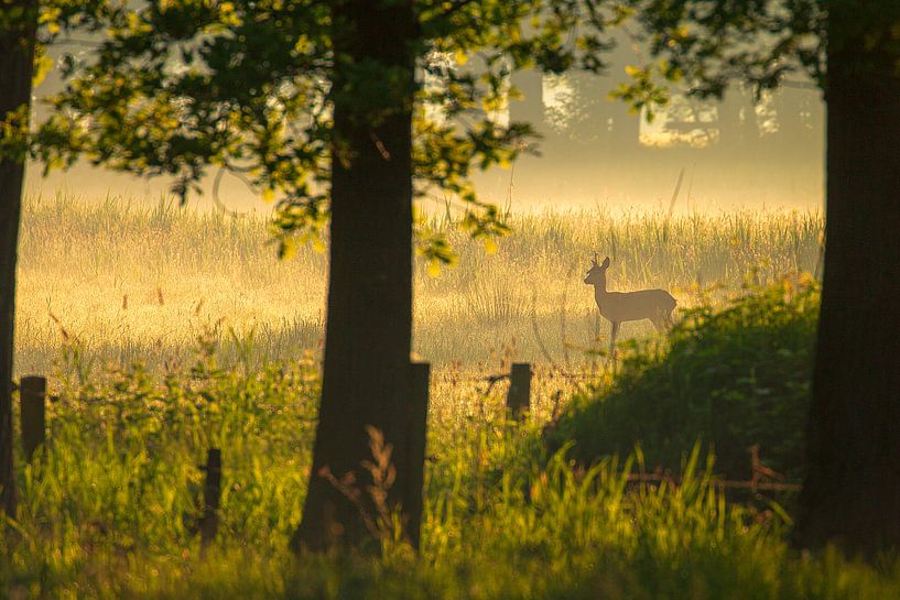 vroege vogel par Erwin Goossens