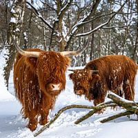 highlanders in the snow 2