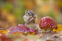 Herbst mit den Eichhörnchen 1