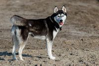 picture of a siberian husky in standing position from the side and looking at you