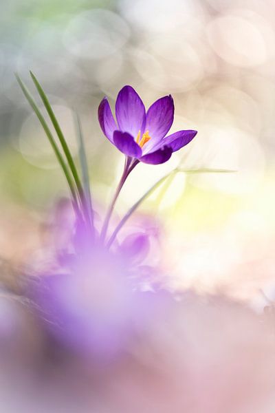 Crocus dans une lumière fantastique par Bob Daalder