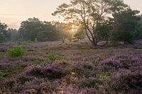 Malines Heath