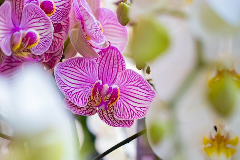 Versteckte Orchidee von Annick Woldring