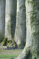  Trees and tree trunk with letters KH and moss in green