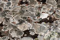 Abstract art of nature, pure rock drawing in moss