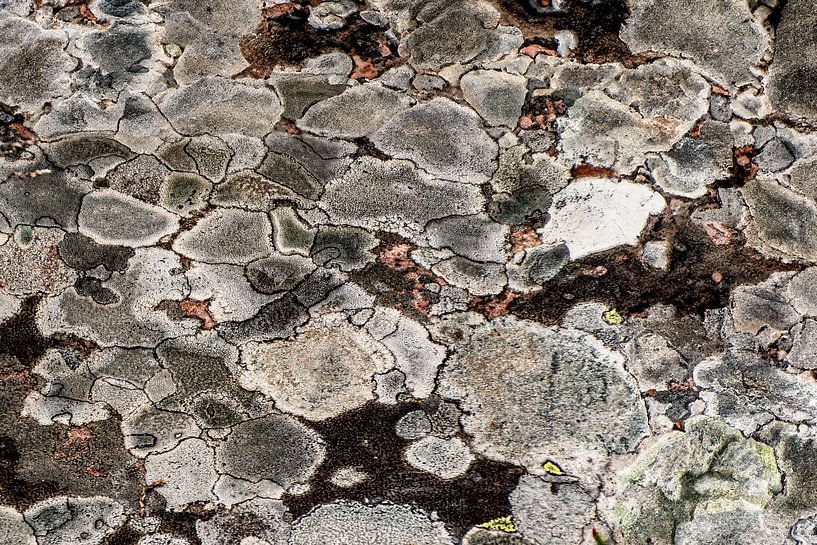 Abstrakte Kunst der Natur, reine Felszeichnung im Moos von Andrea de Grauw