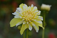 Geel/witte Dalia
