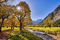 Grand dos en érable