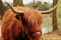 Highlander écossais