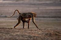 Un bébé babouin est suspendu au ventre de sa mère pendant le coucher du soleil.