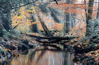 dynamics of a stream