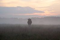 Cow in the fog with sunset