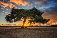 l'heure d'or du vieil arbre