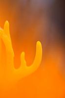 Paddenstoel abstract nummer 2