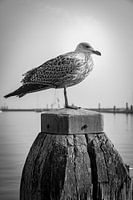 ik sta hier een beetje te kijken