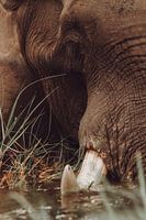 Elephant feeding on grass in the water of the Okavango Delta