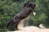 The Black Stallion