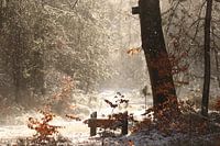 Un coin de forêt magique dans la neige