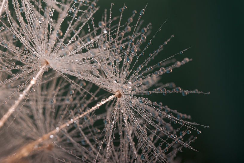 Dunkelgrün: Tröpfchen bis Löwenzahnflaum von Marjolijn van den Berg