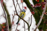 Blue tit in a tree