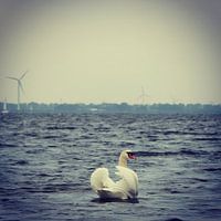 Beautiful swan posing for the camera, Netherlands
