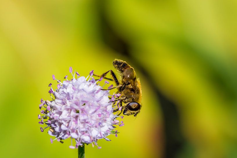 Abeille sur une fleur par Joost Potma