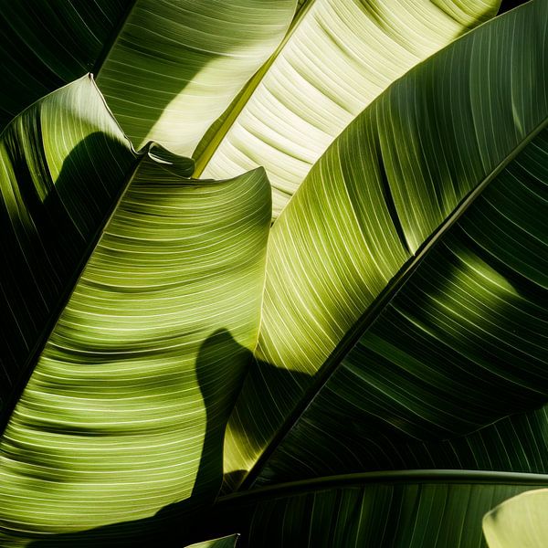 Blätter im Licht von Poster Art Shop