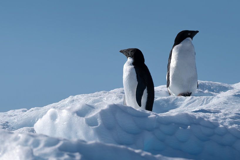 Zwei Adeliepinguine auf einem Eisberg im Meer von Anges van der Logt