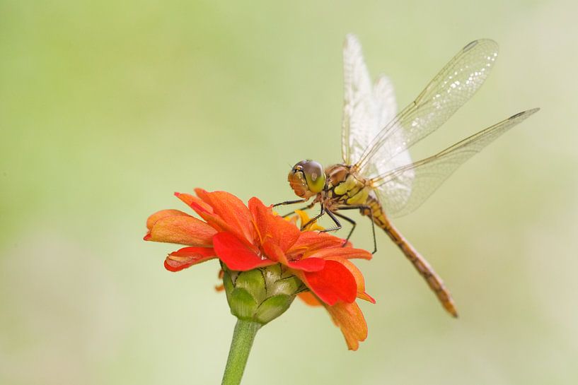 Heidelibel rouge brique sur fleur par Jeroen Stel