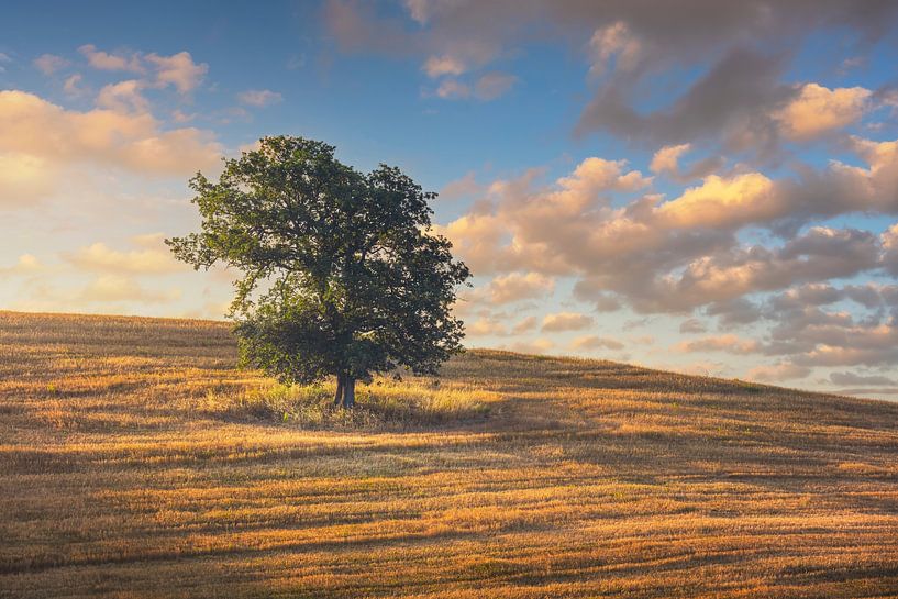 Einsamer Baum bei Sonnenuntergang. Volterra, Region Toskana, Italien. von Stefano Orazzini