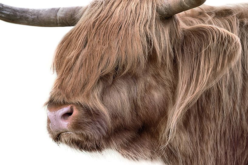 Schottischer Highlander von Karel Ton