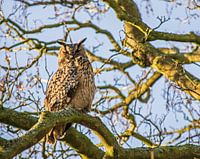 De Oehoe in de vrije natuur.