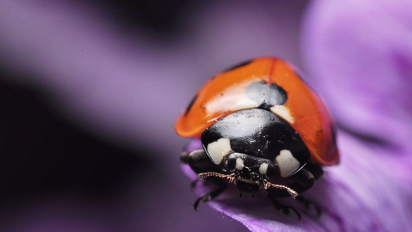 lieveheersbeestje op bloem macro par Mark Verhagen