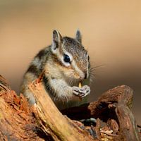 Siberian squirrel