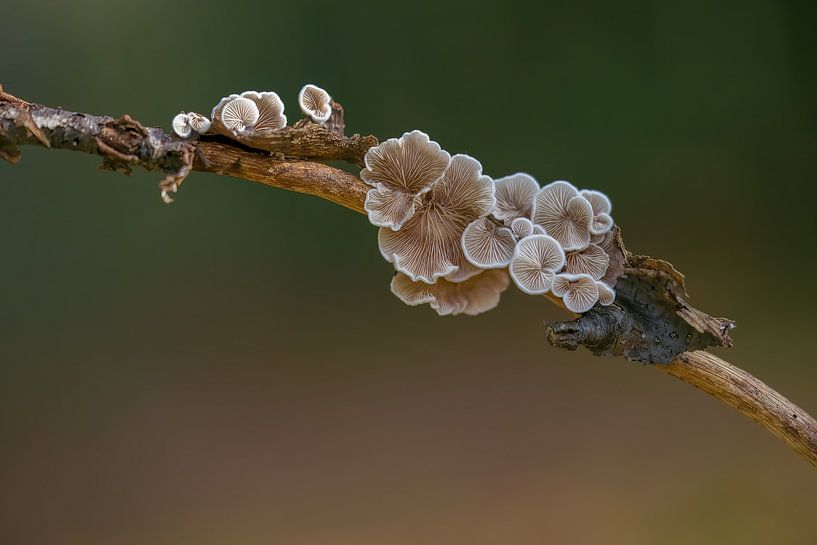 Ohrwürmer von Liliane Jaspers