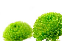 Chrysanths Mini Green