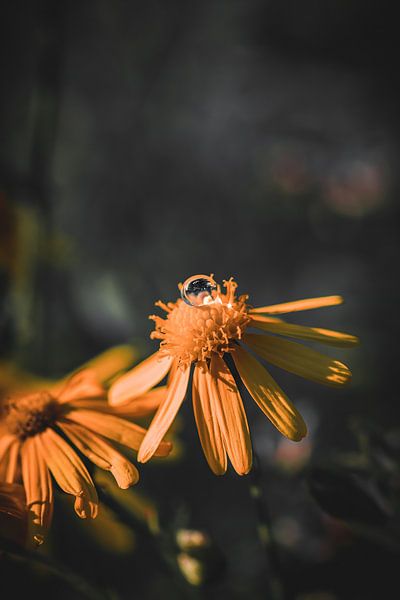 Blume von Pixel4ormer